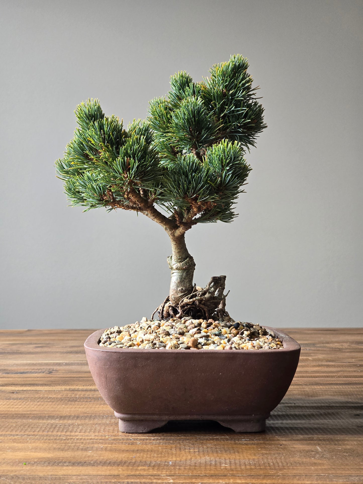 Japanese White Pine - Hagoromo #003