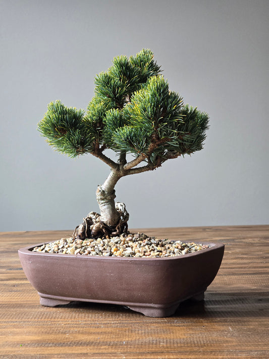 Japanese White Pine - Hagoromo #003