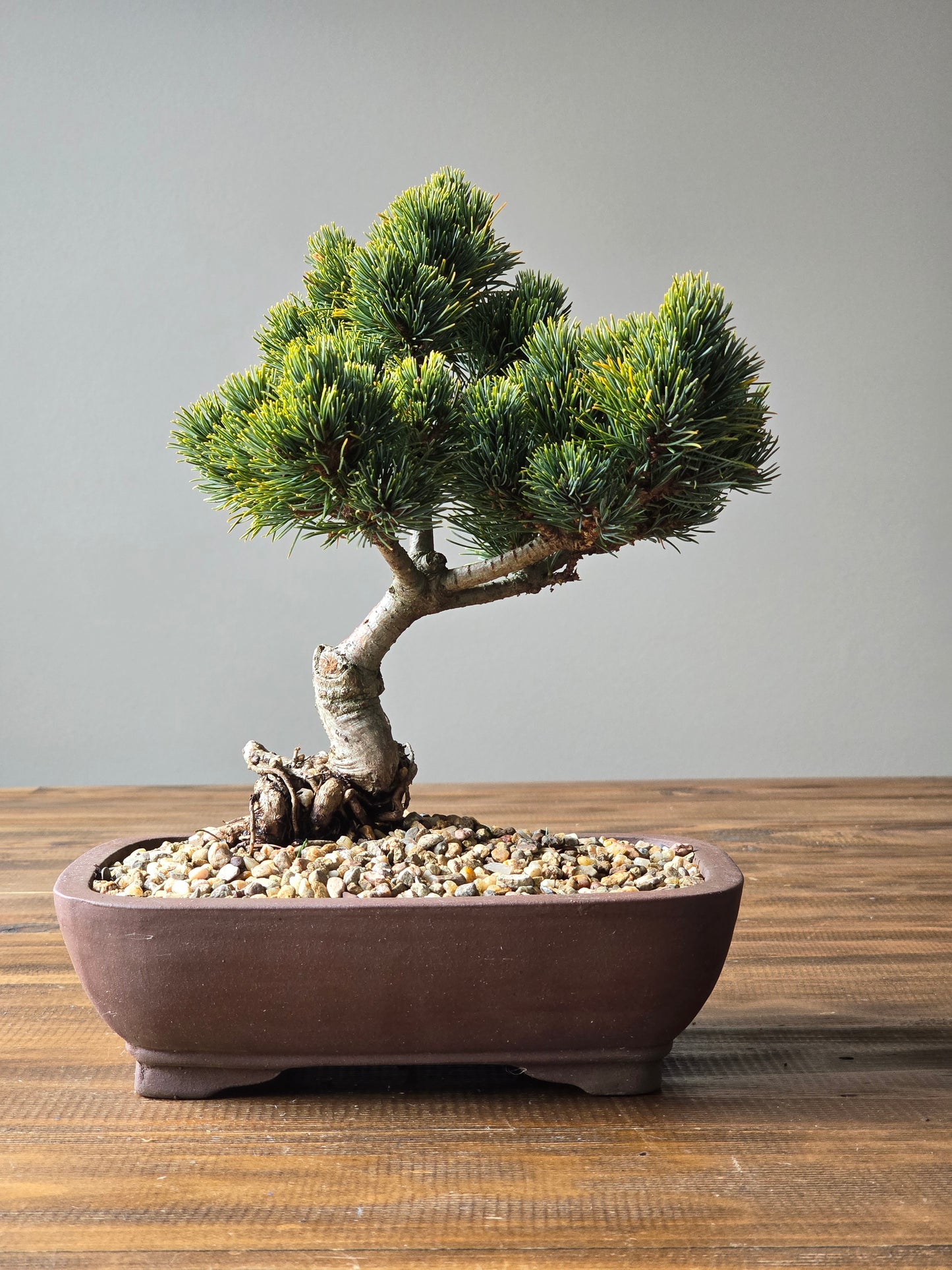 Japanese White Pine - Hagoromo #003