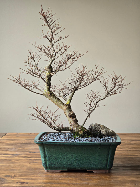 Large Seiju Elm Bonsai #02