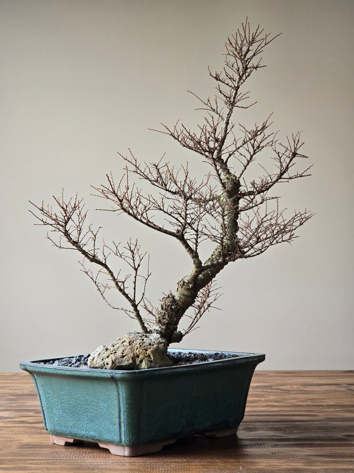 Large Seiju Elm Bonsai #02