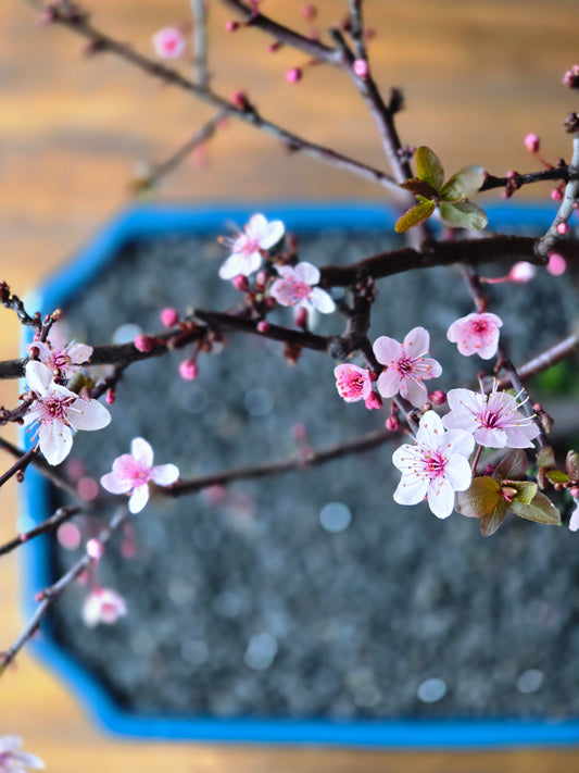 Large Black Cherry Plum Bonsai (PICKUP ONLY)