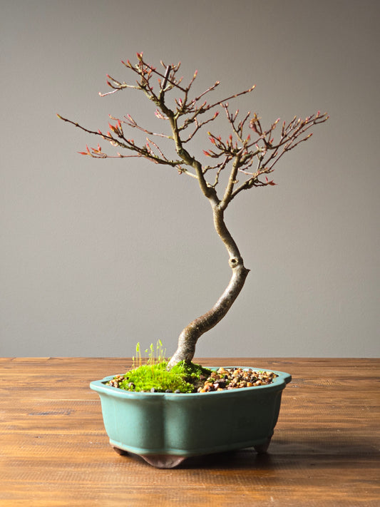 Trident Maple Bonsai #002