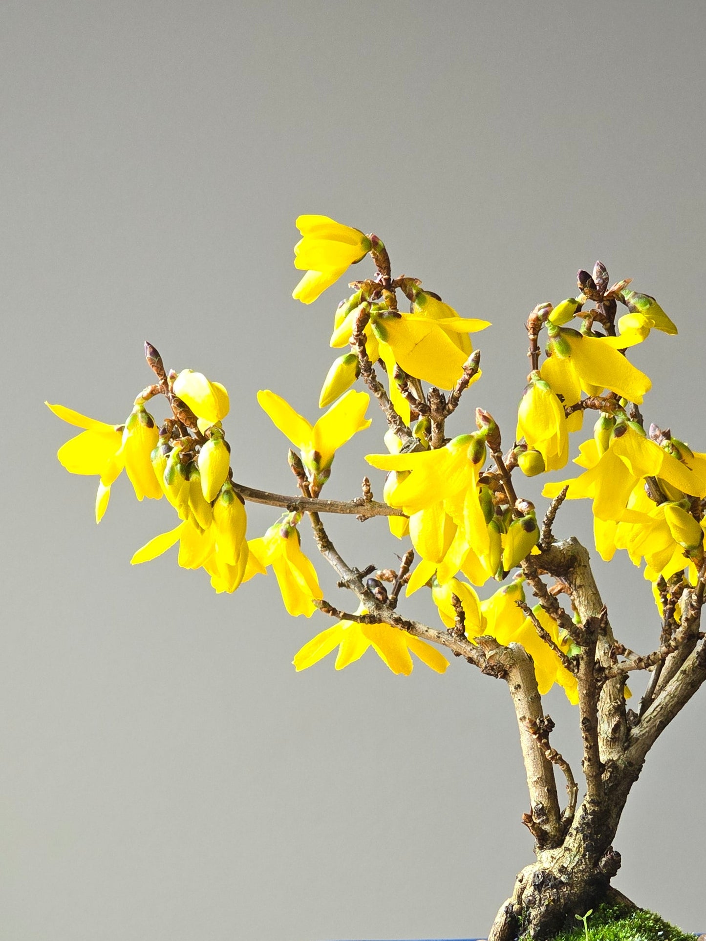 Forsythia Bonsai
