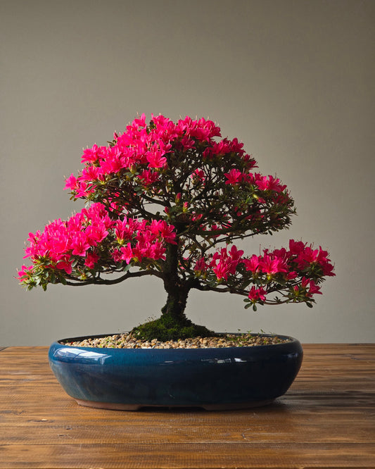 Azalea Bonsai (PICKUP ONLY)