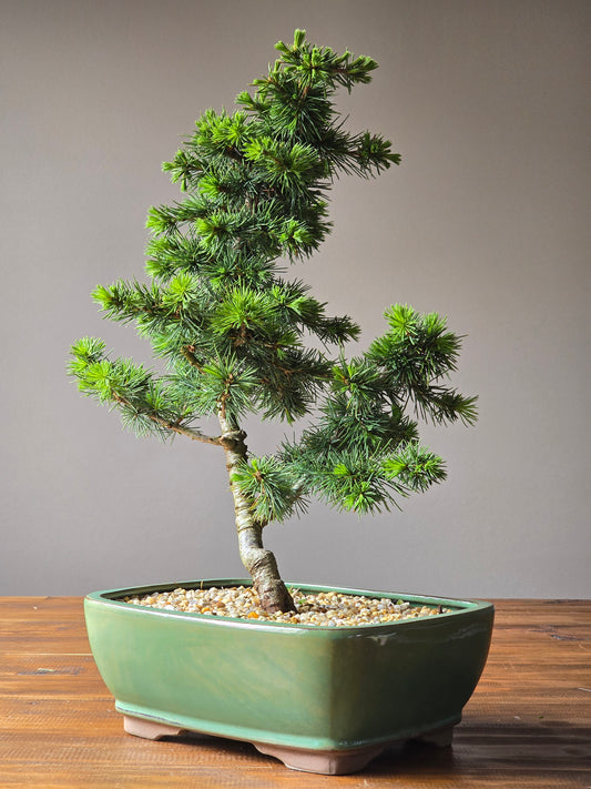 Large Cedar Bonsai, Cedrus Atlantica (Atlas cedar)