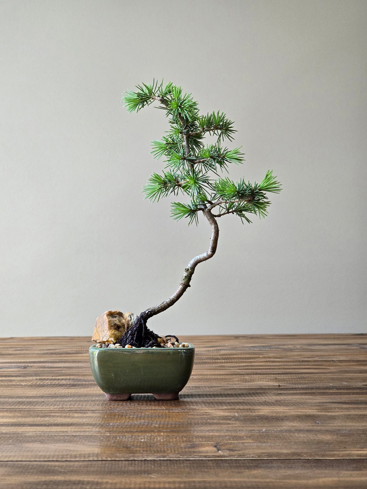 Mame Cedar Bonsai, Cedrus Atlantica