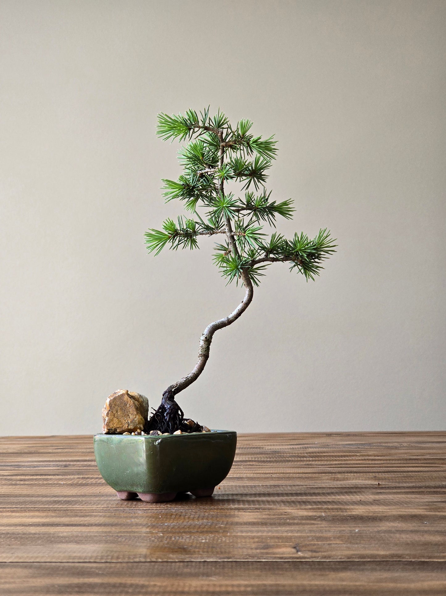Mame Cedar Bonsai, Cedrus Atlantica