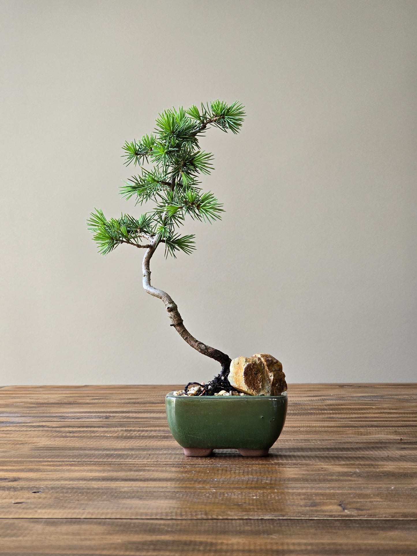 Mame Cedar Bonsai, Cedrus Atlantica