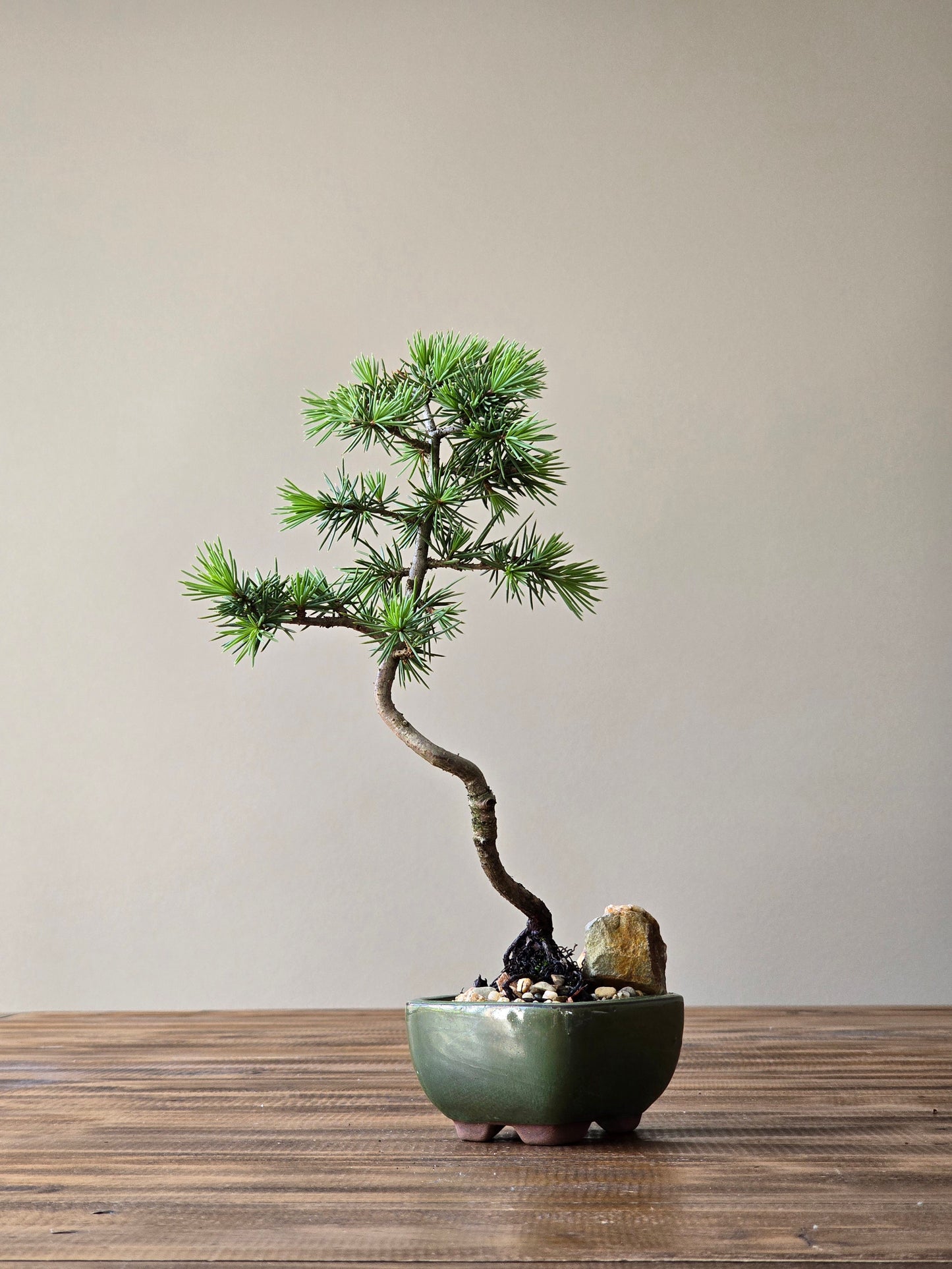 Mame Cedar Bonsai, Cedrus Atlantica