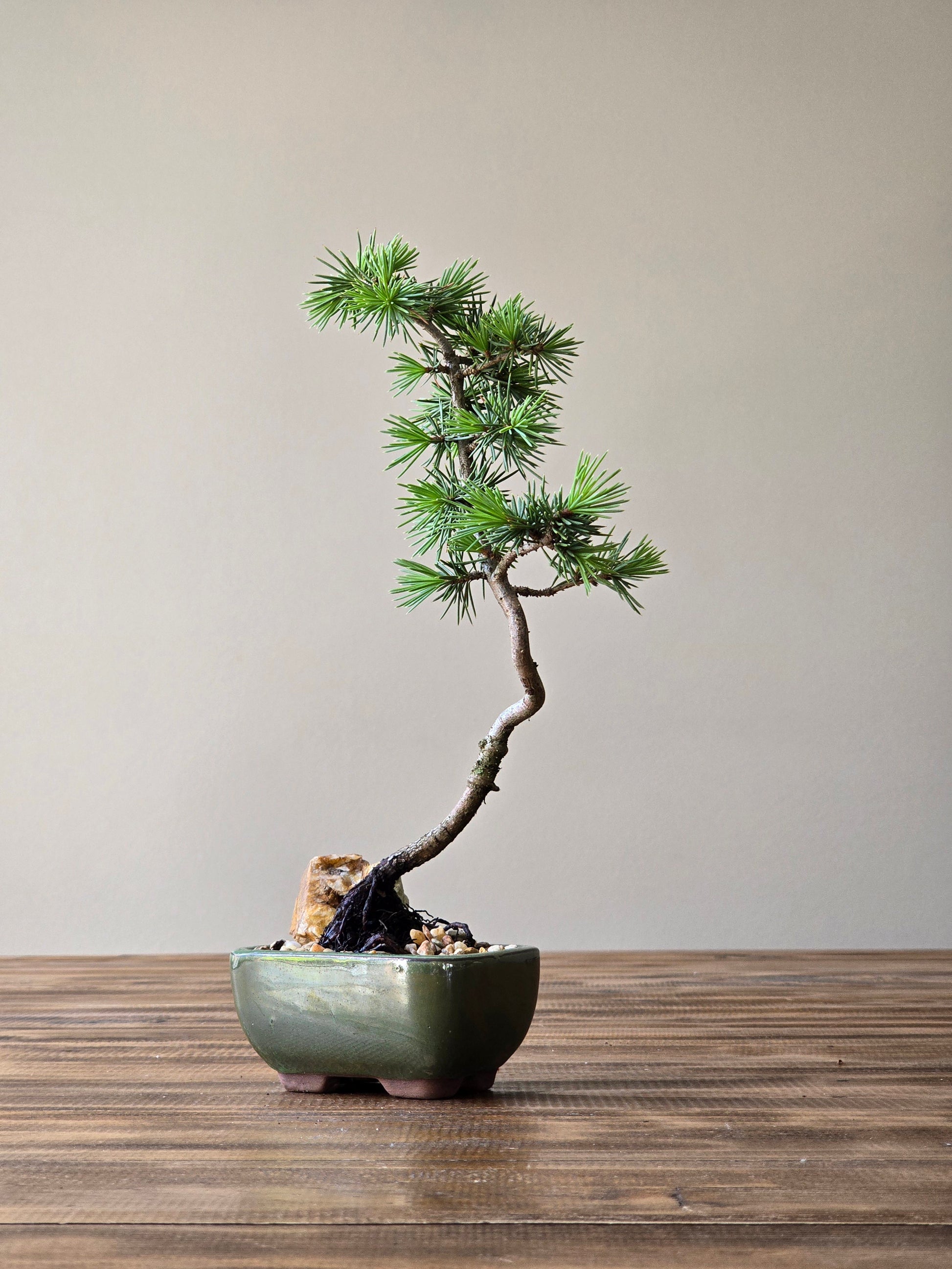 cedar tree bonsai Mame Cedar Bonsai, Cedrus Atlantica – B for Bonsai