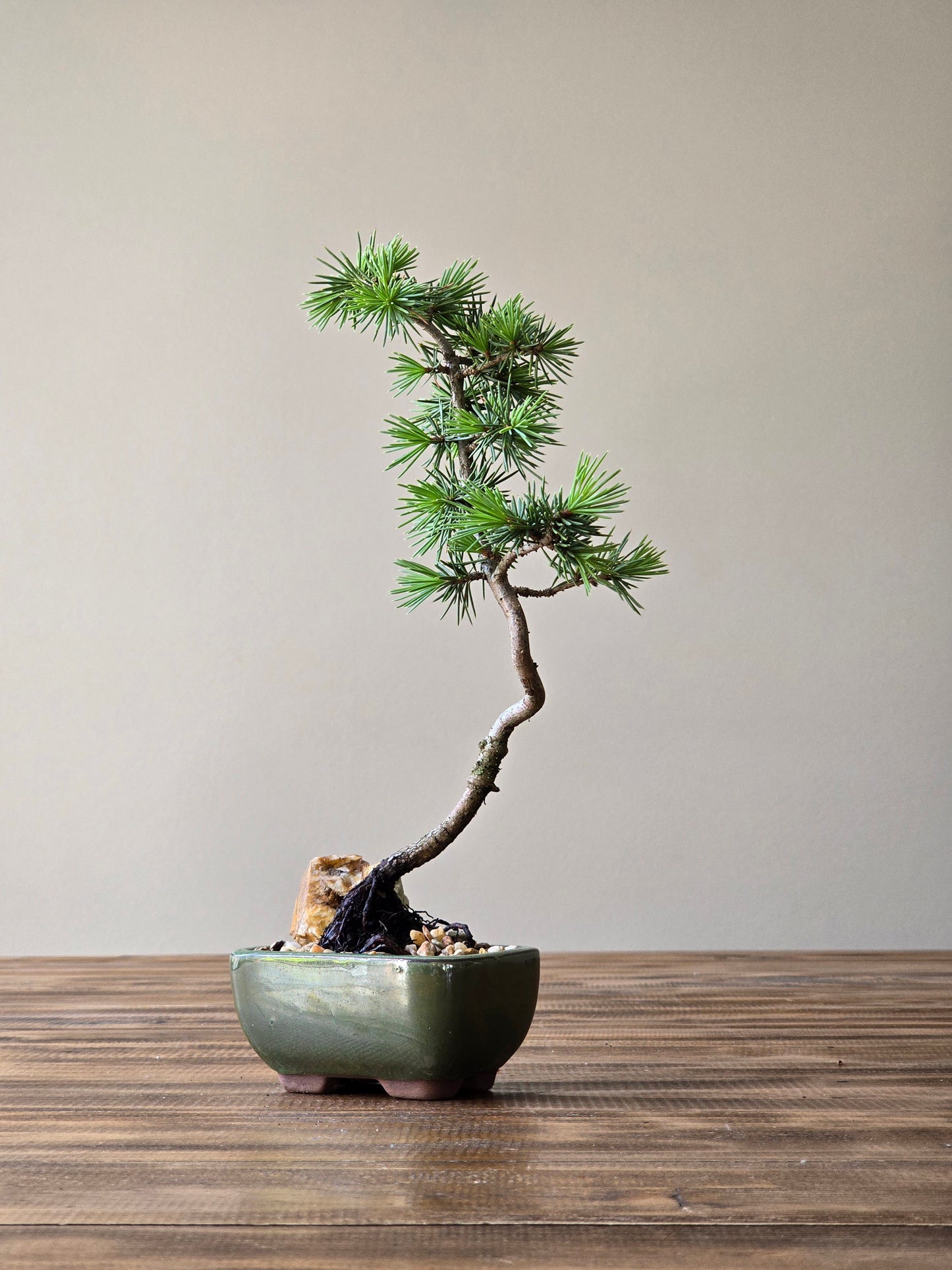 Mame Cedar Bonsai, Cedrus Atlantica