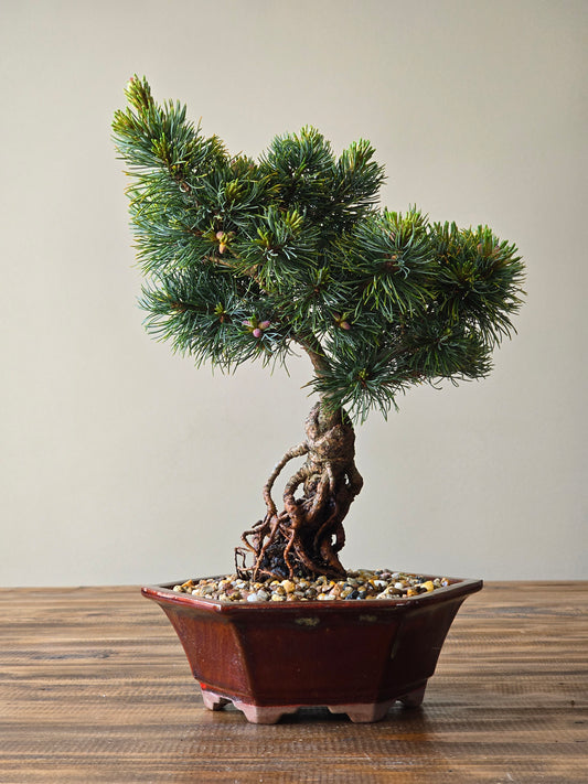 Japanese White Pine - Fu-ku-zumi
