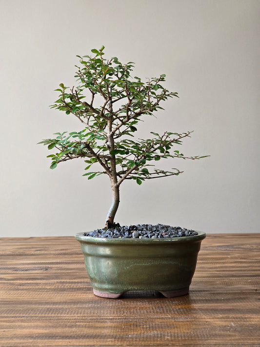 Chinese Elm Bonsai #01
