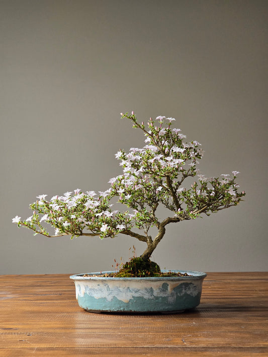 Serissa Bonsai with handmade pot