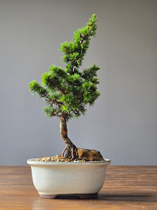 Cedrus Libani (Kenwith) Bonsai  #03