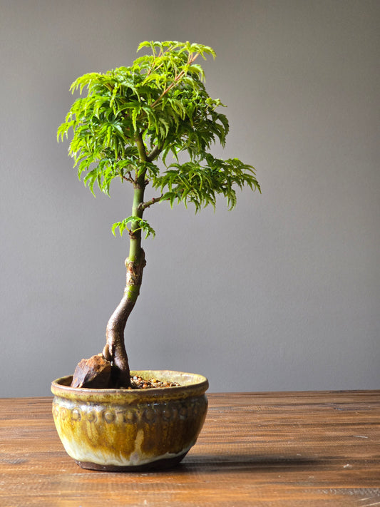 Shishigashira Japanese Maple Bonsai in Handmade pot