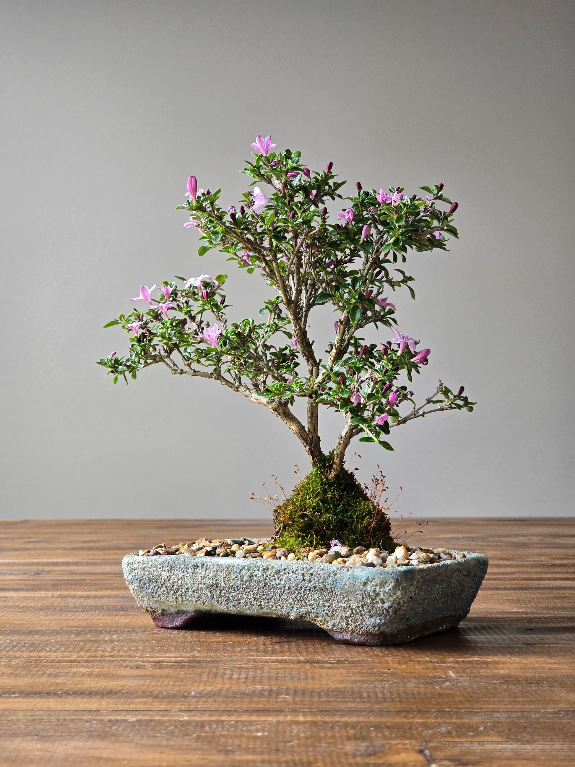 serissa bonsai tree care SOLD – B for Bonsai