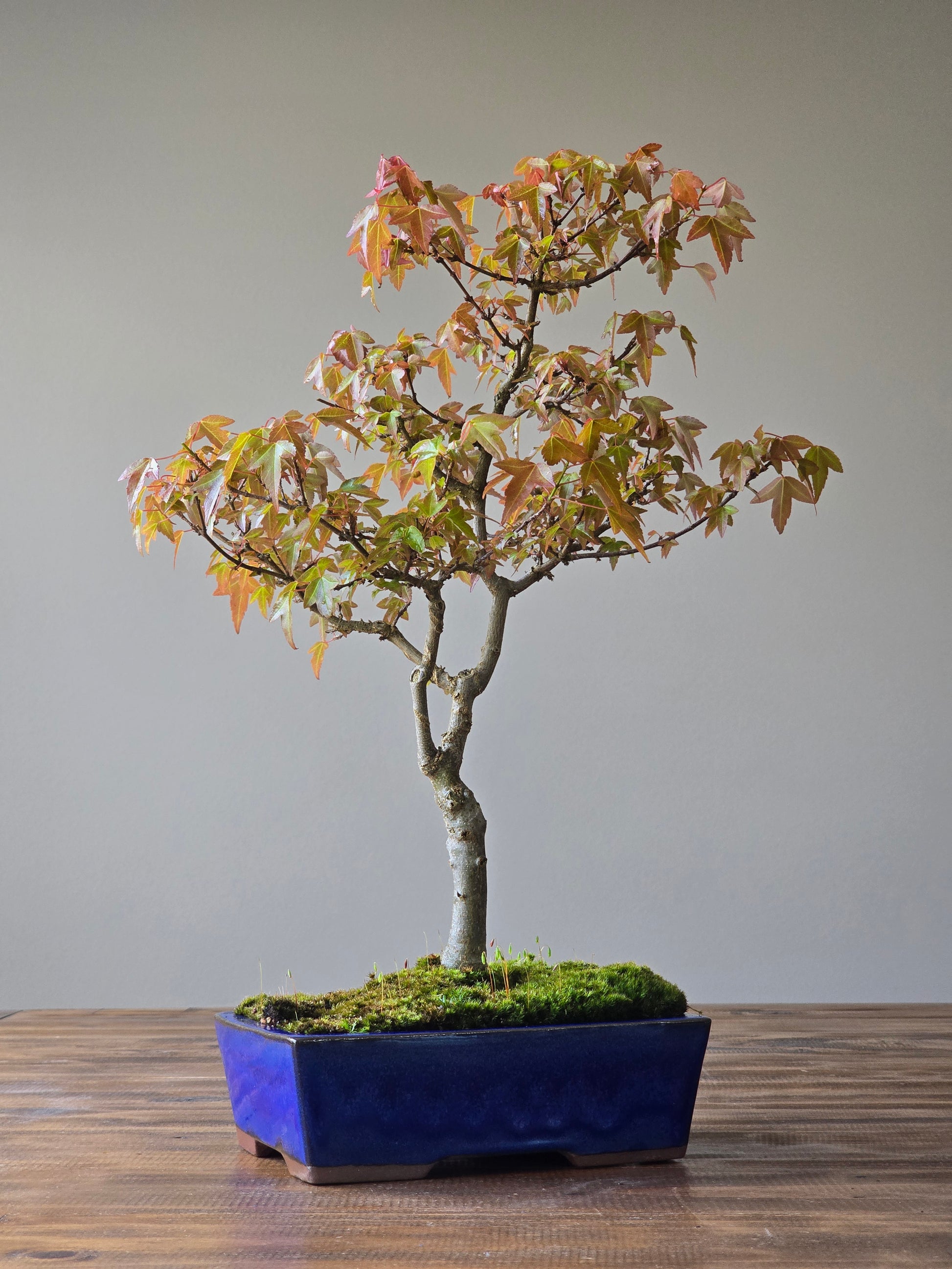 trident maple bonsai tree Trident Maple Bonsai #003 – B for Bonsai