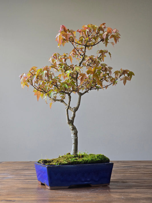 Trident Maple Bonsai #003