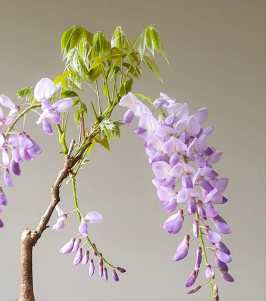 Wisteria Bonsai