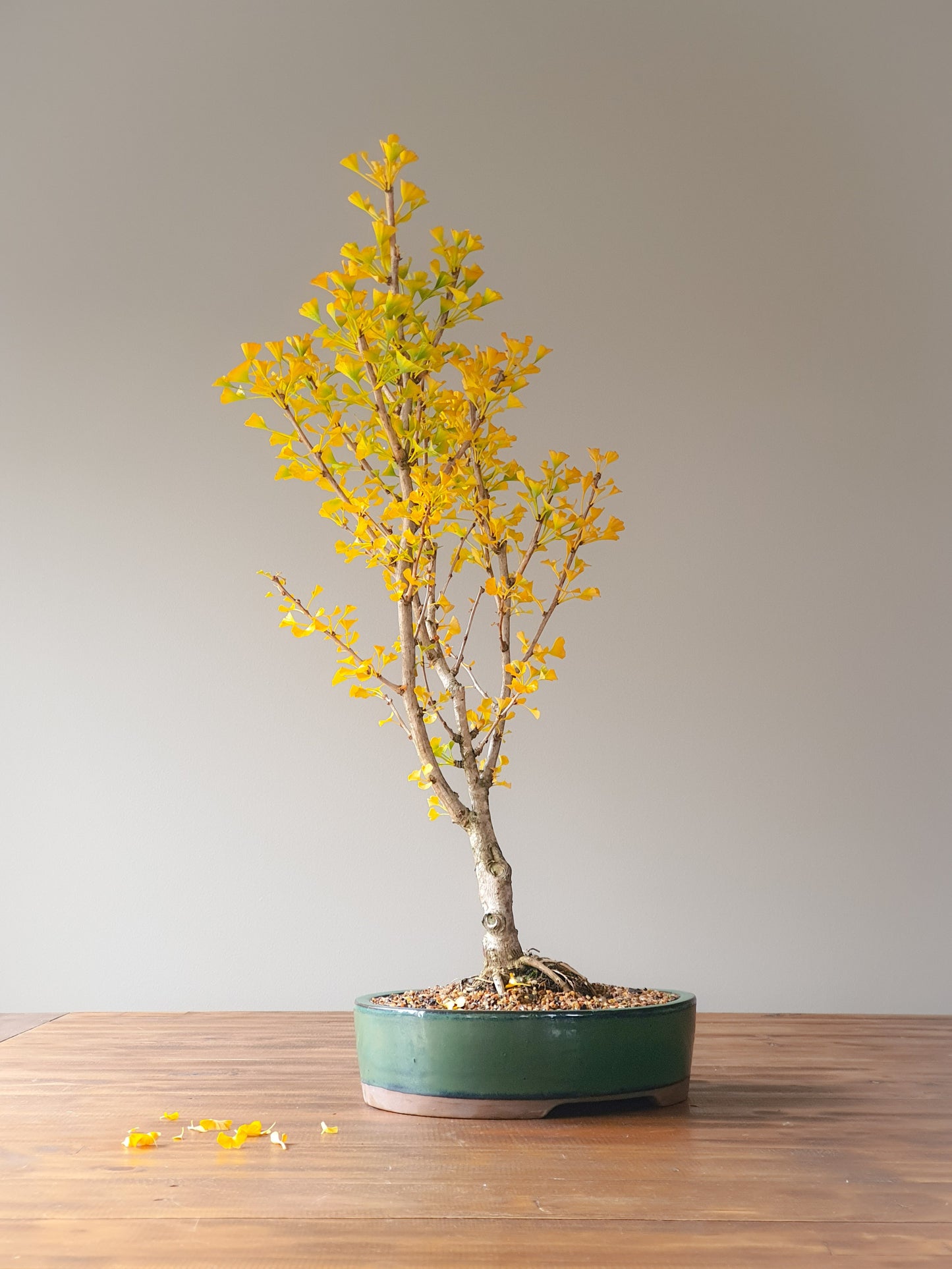 Ginkgo Bonsai 'Mekkens Mini'