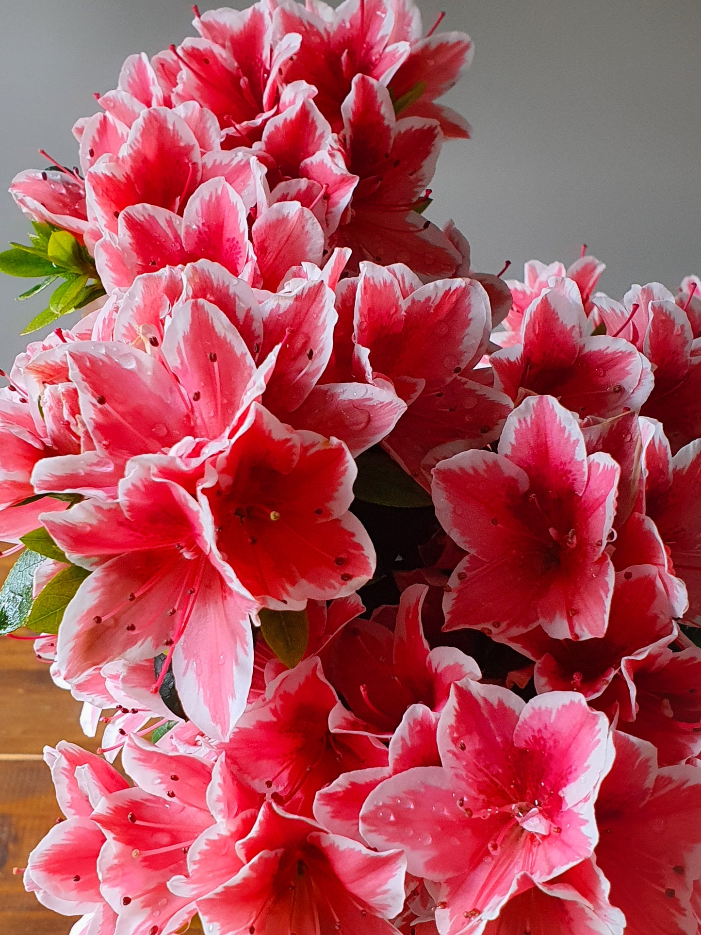 Azalea Bonsai Kurume ‘Mrs Kint’ (SOLD)