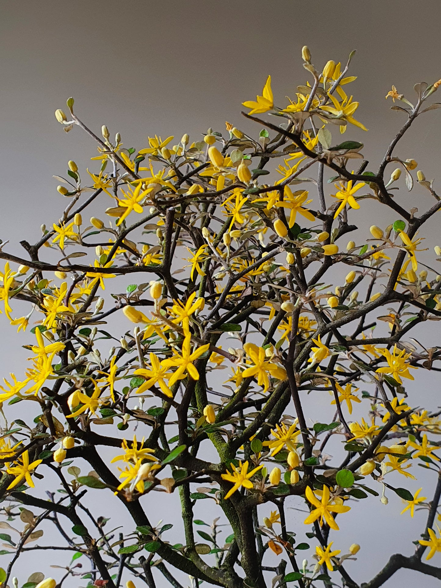 Large Corokia Bonsai