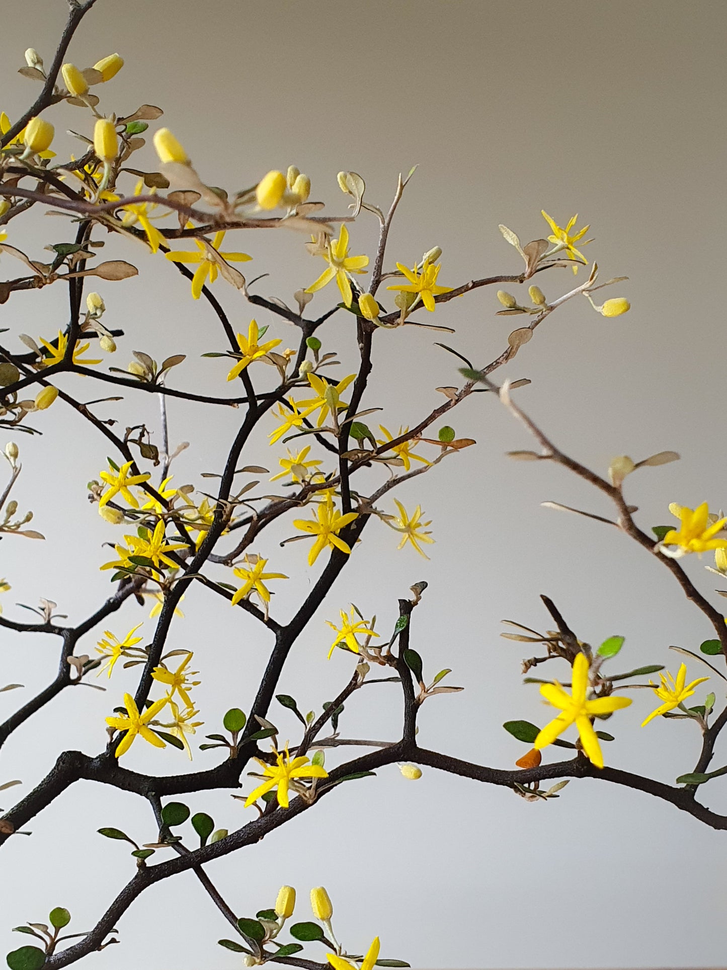 Large Corokia Bonsai
