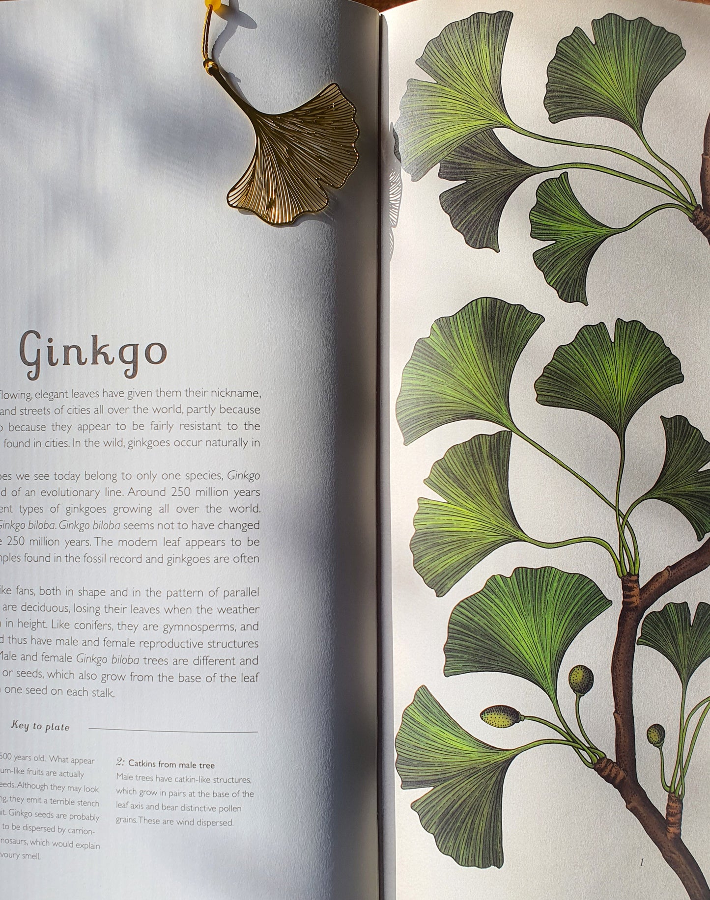 Bookmark, Gold-Plated, Ginkgo