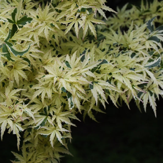 Butterfly Japanese Maple