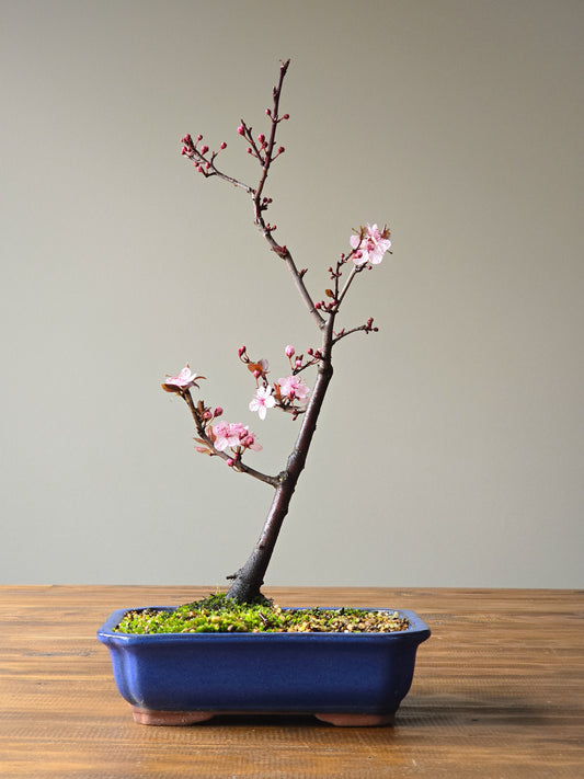 Black Cherry Plum Bonsai