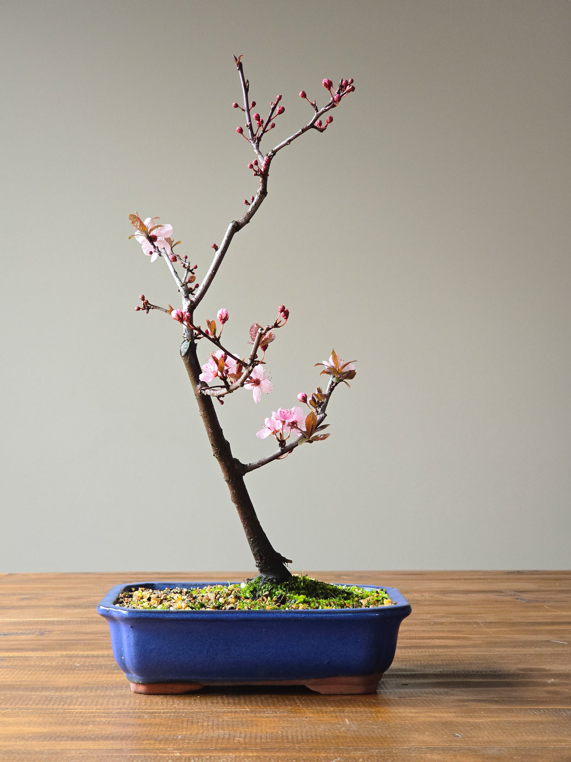 outdoor bonsai trees for sale SOLD – B for Bonsai
