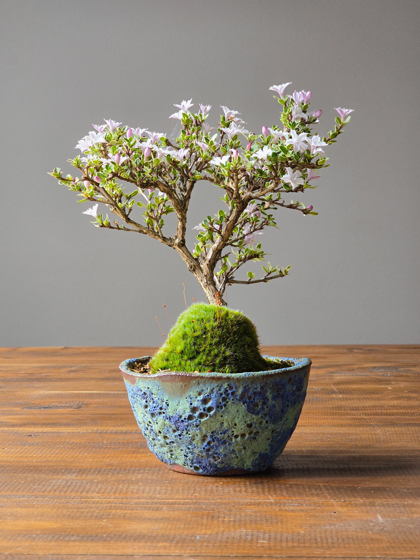 Serissa Bonsai with handmade pot