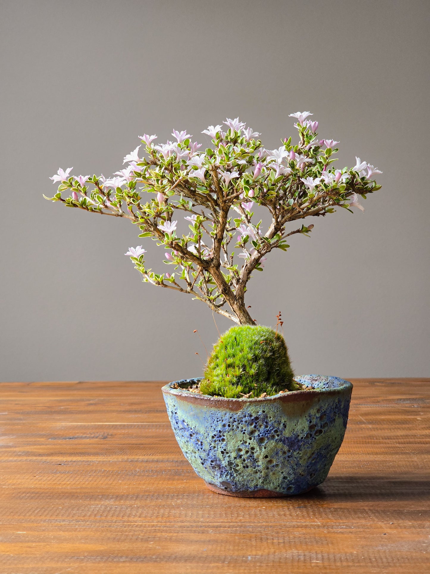 Serissa Bonsai with handmade pot