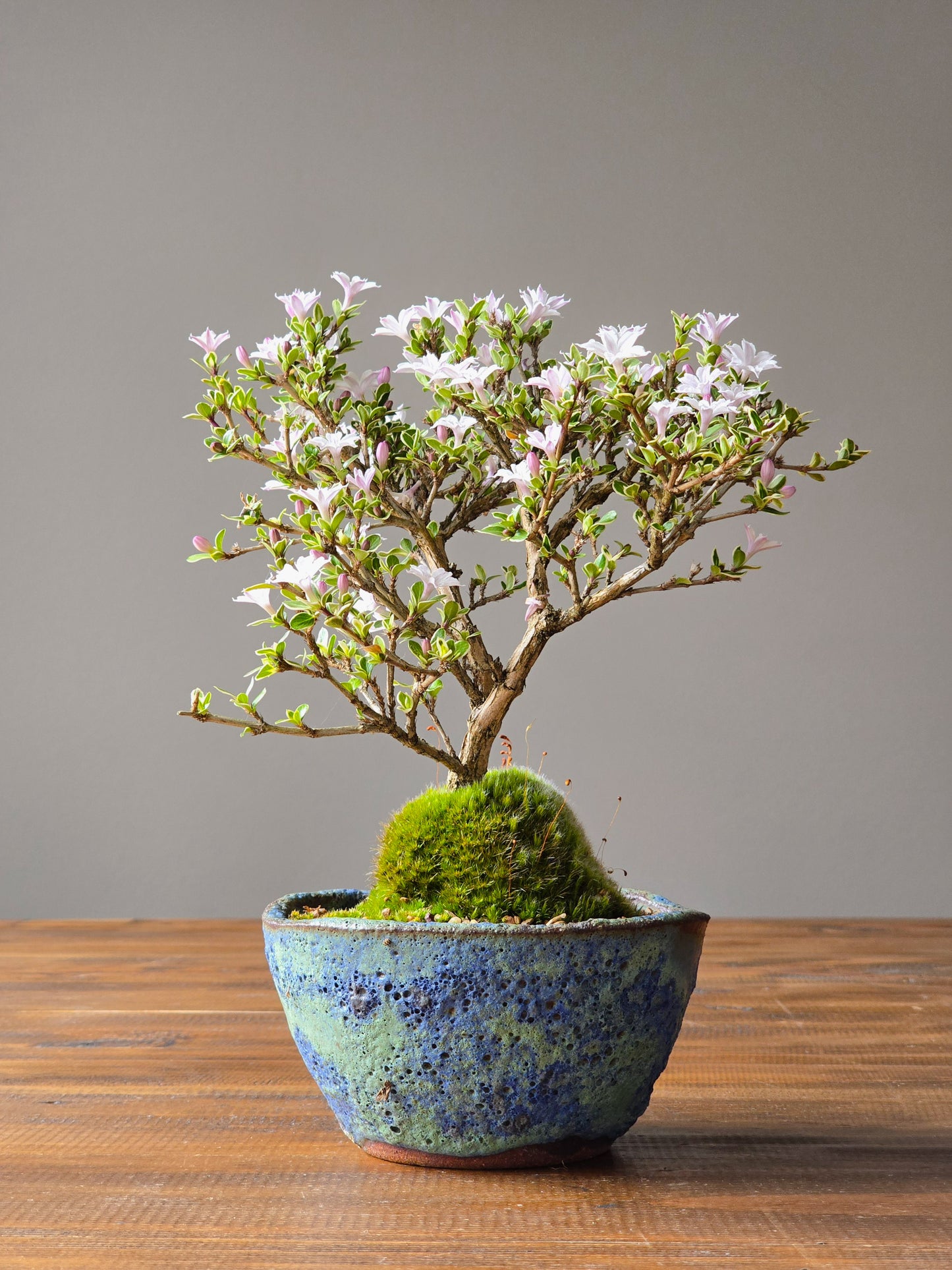 Serissa Bonsai with handmade pot