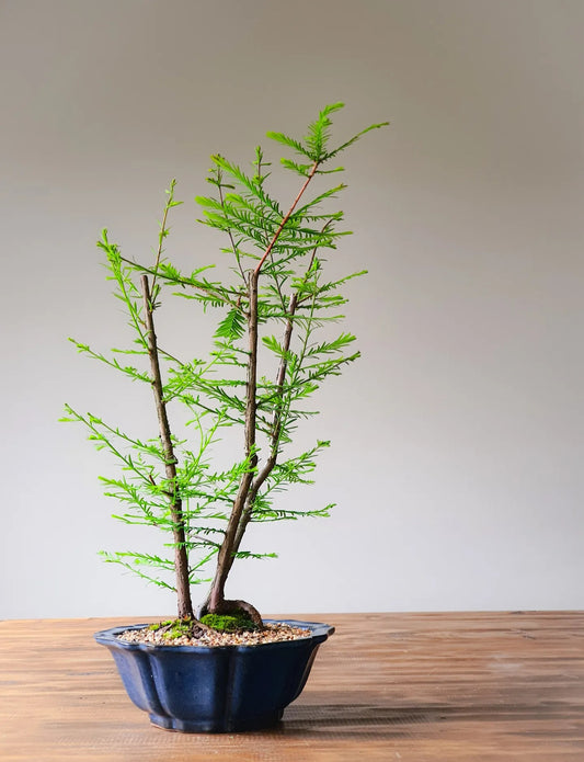 Swamp Cypress (Taxodium distichum)