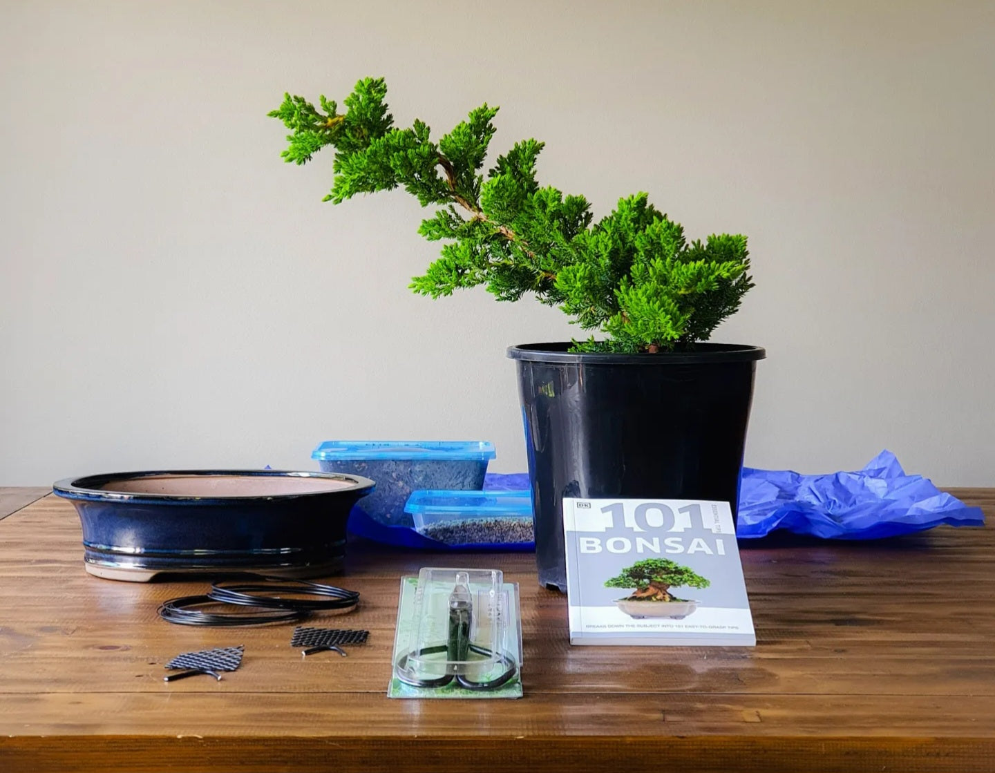 Juniper Bonsai Starter Kit