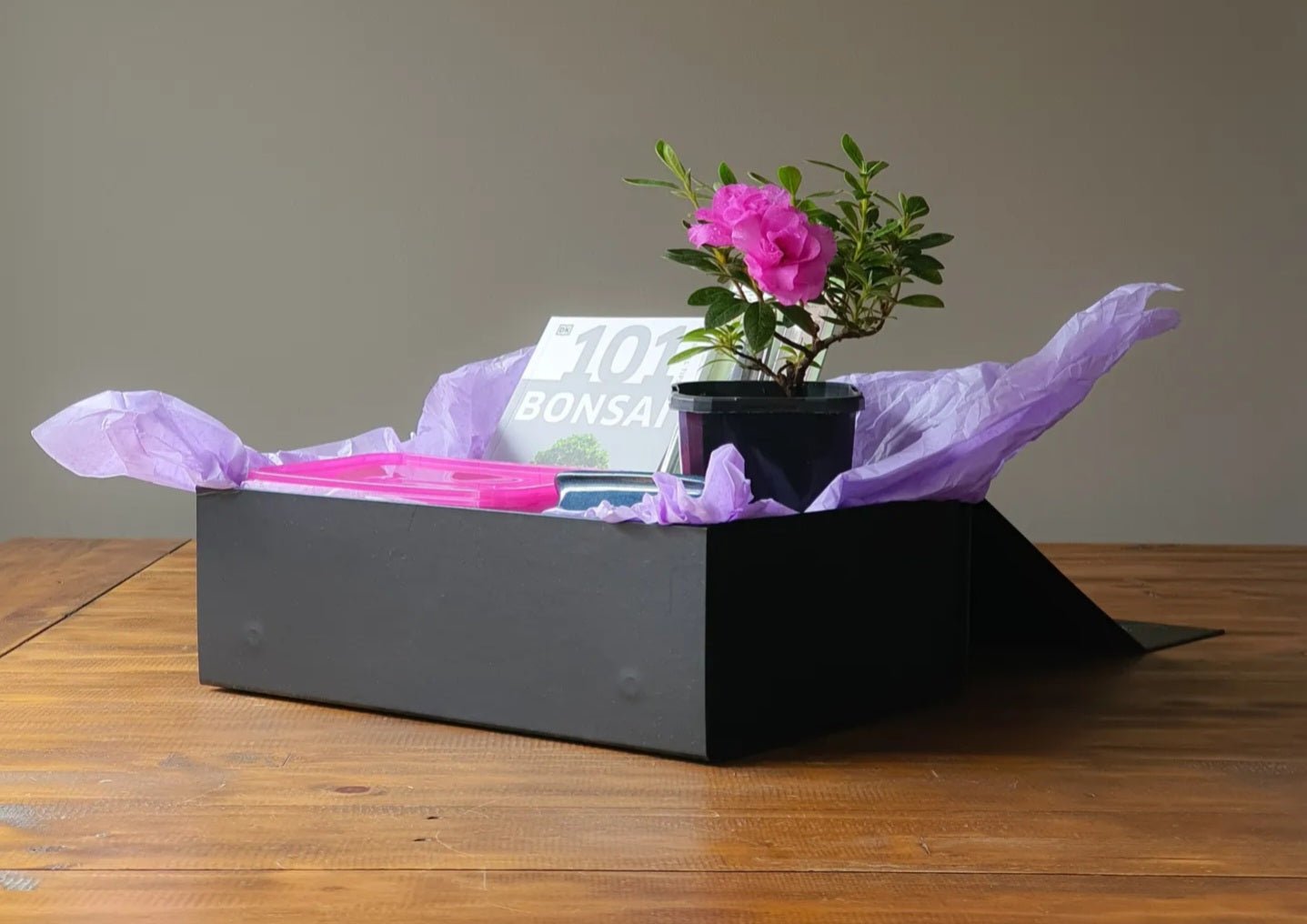 Azalea Bonsai Starter Kit
