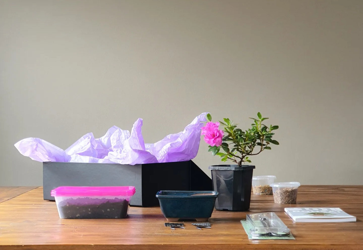 Azalea Bonsai Starter Kit