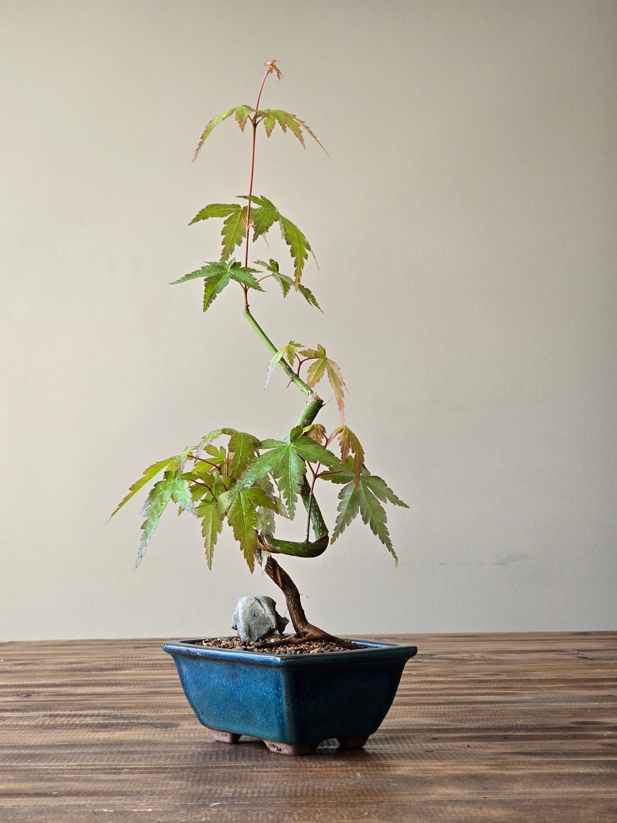 Japanese Maple Bonsai Starter