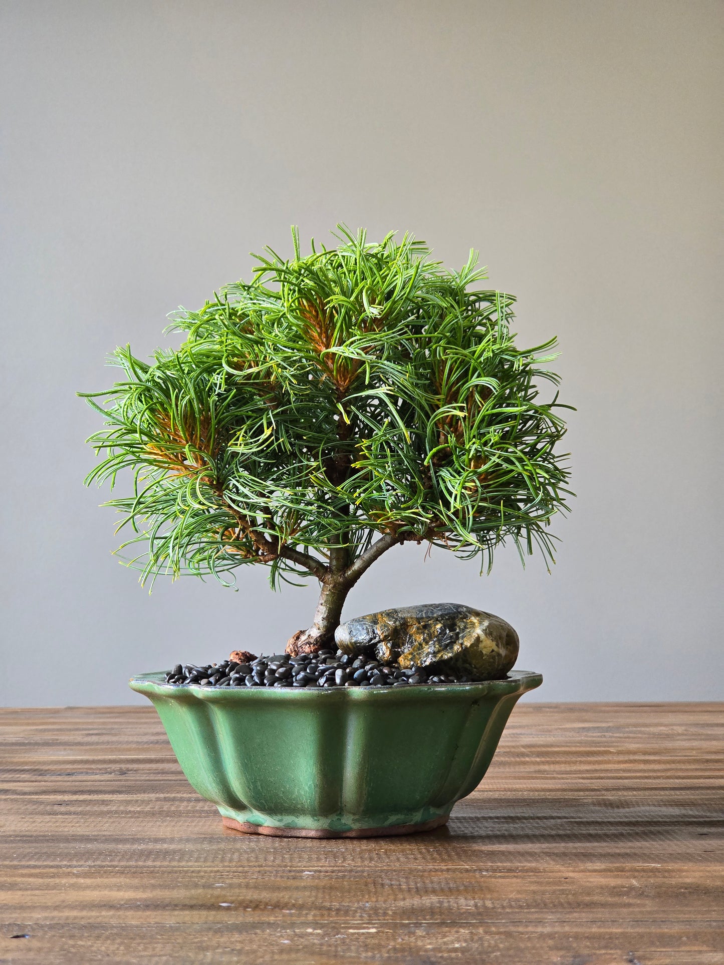 Green Twist, Pinus Strobus
