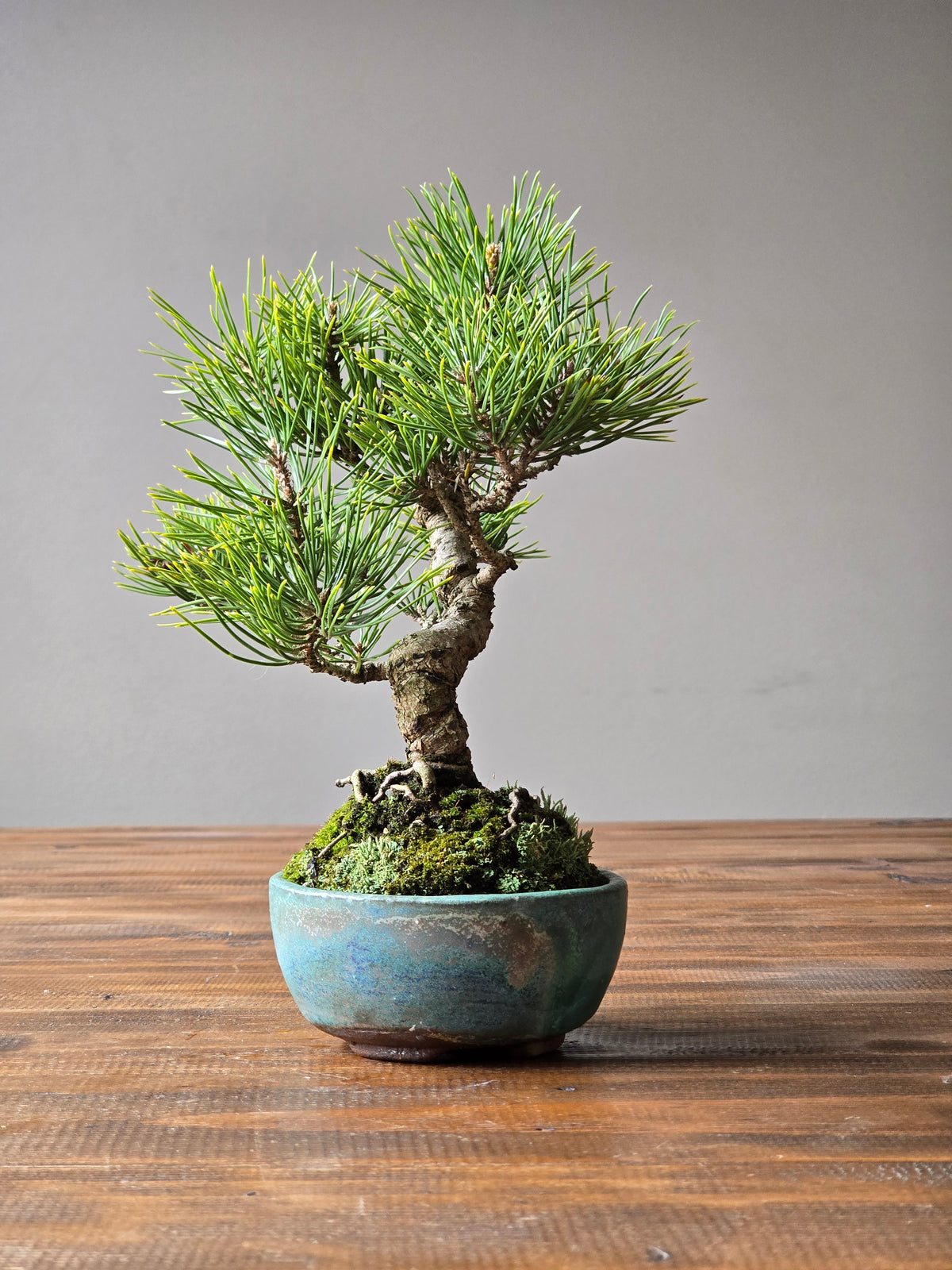 Shohin Japanese Black Pine, handmade pot