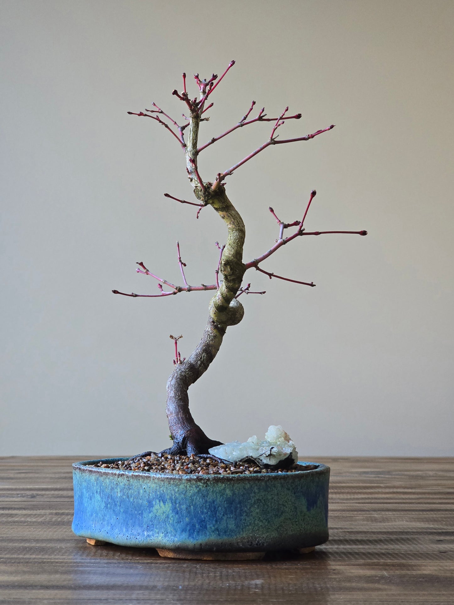 Coral Bark Japanese Maple with handmade pot