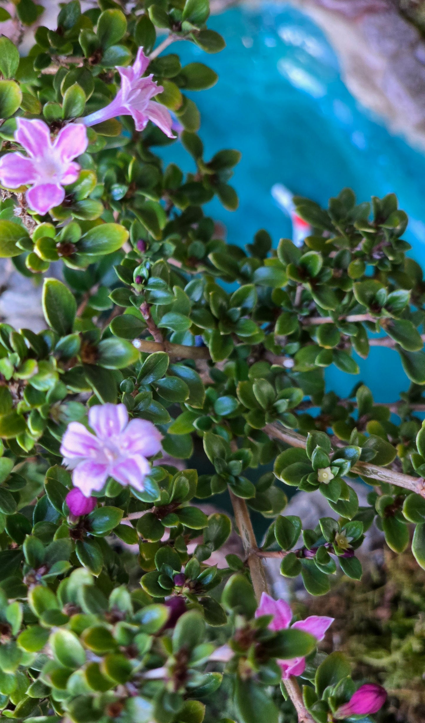 Serissa Bonsai with koi pond