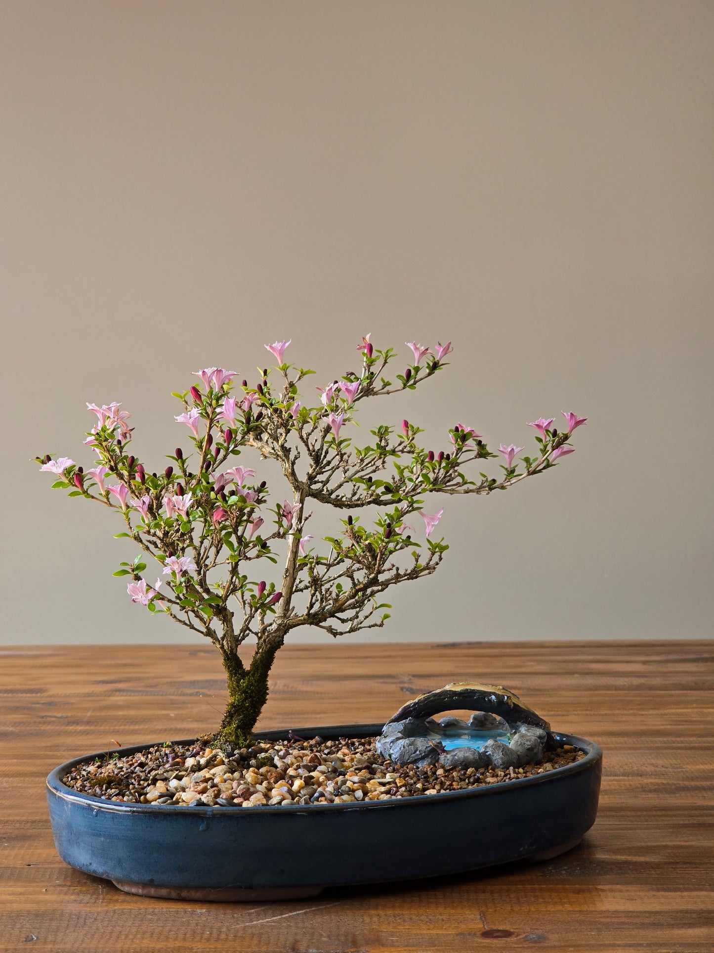 Serissa Bonsai with figurine