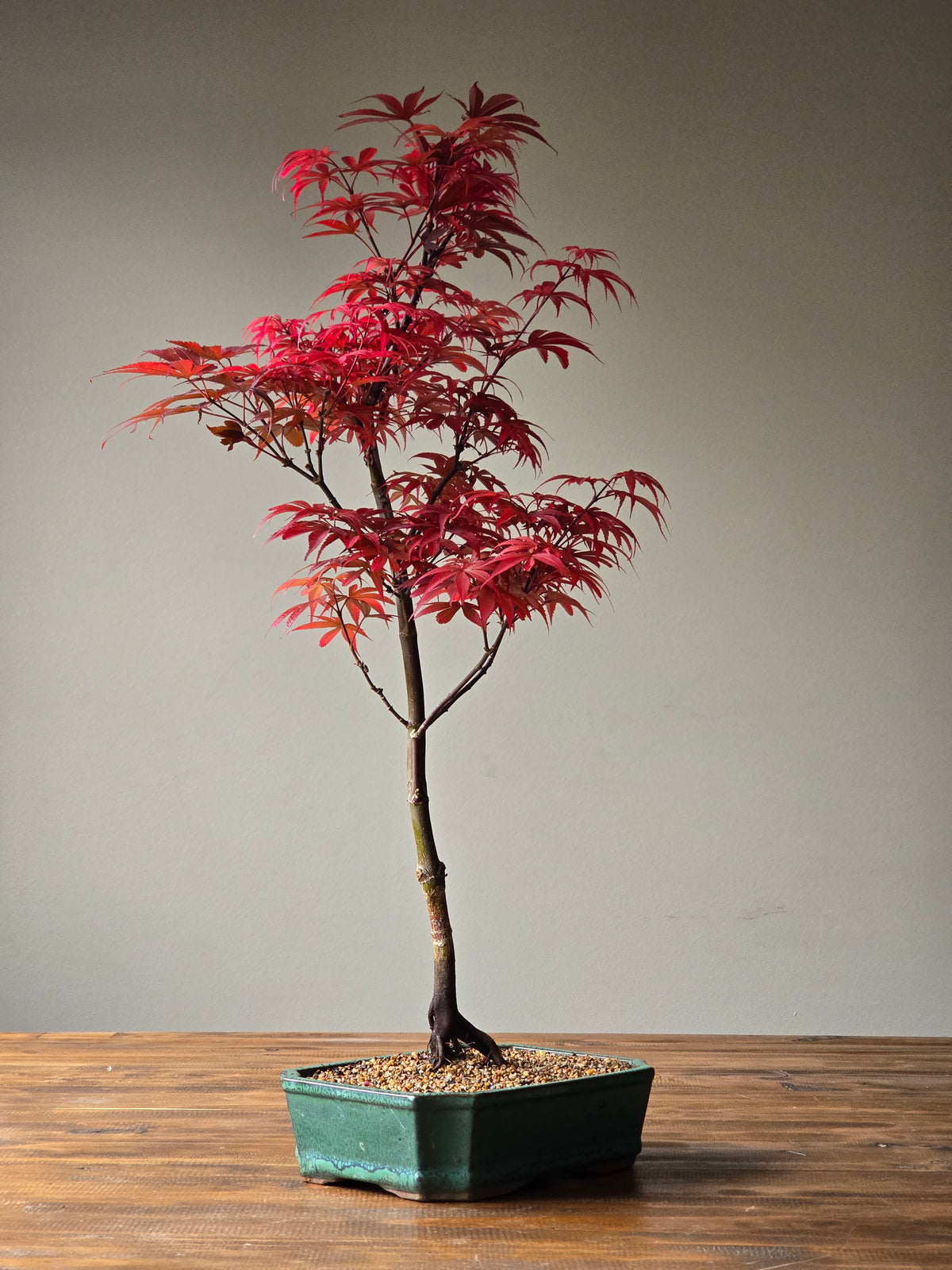 Skeeter's Broom Japanese Maple Bonsai