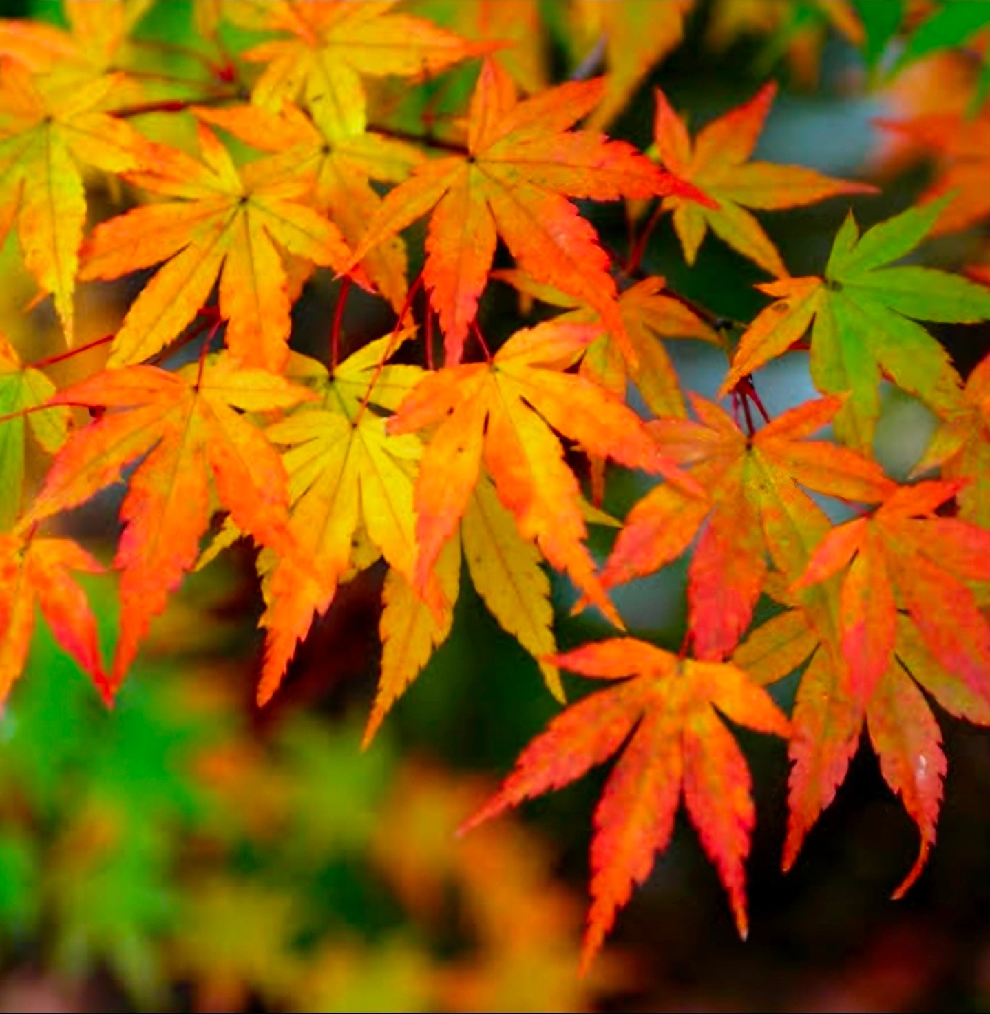 Japanese Maple Bonsai