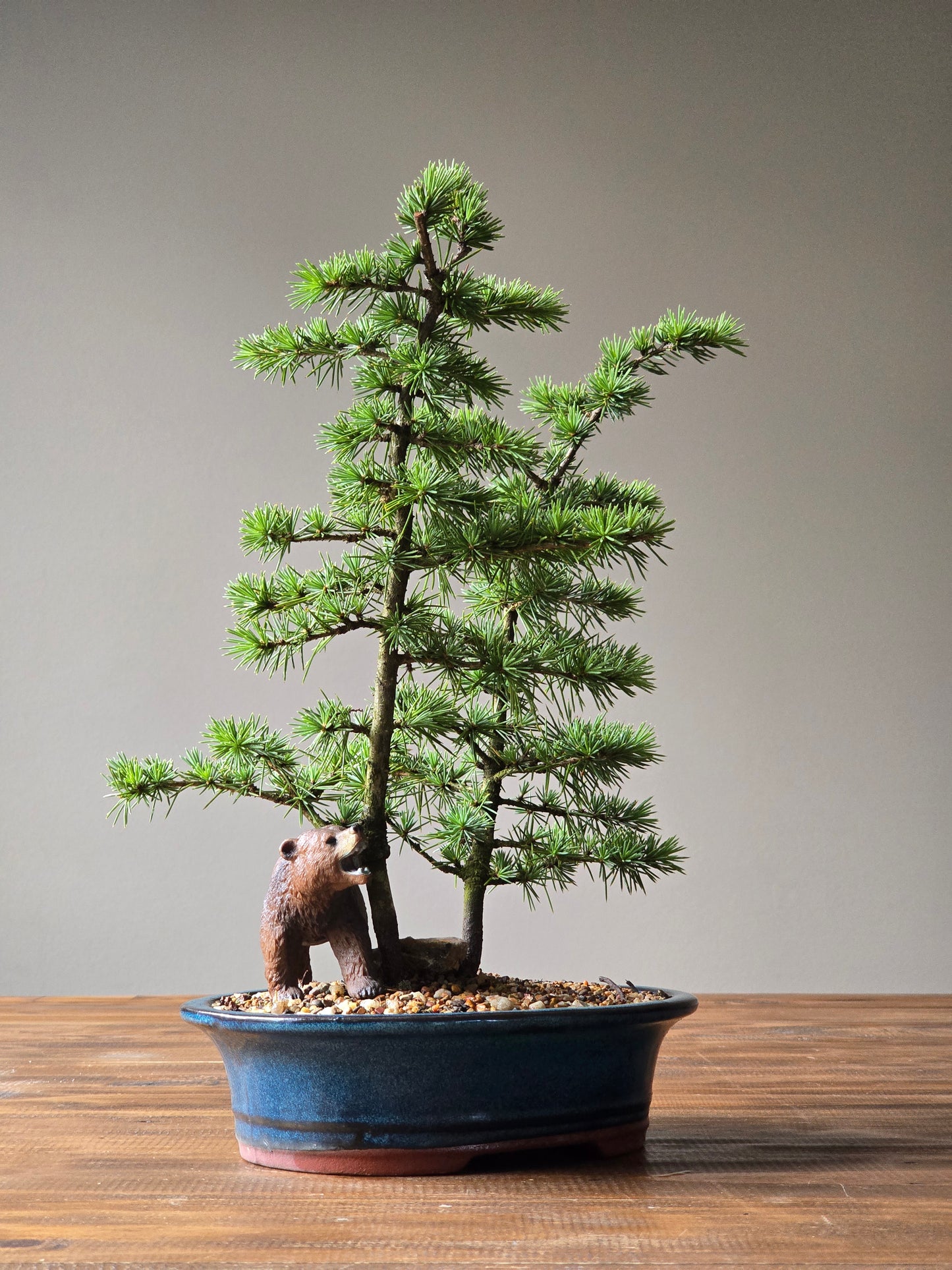 Cedar Bonsai with Bear figurine, Atlas Cedar