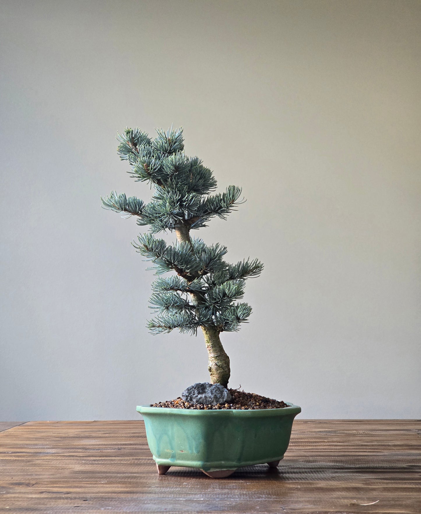 Atlantic Blue Cedar Bonsai